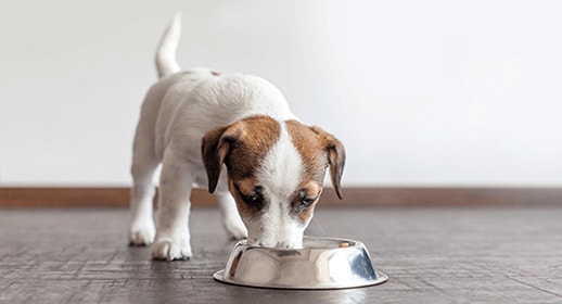 /sites/g/files/fnmzdf6086/files/2023-11/thumb_puppy-eating-from-stainless-steel-bowl.png