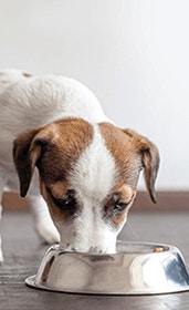 /sites/g/files/fnmzdf6086/files/2023-11/thumb_puppy-eating-from-stainless-steel-bowl.png