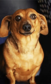 /sites/g/files/fnmzdf6086/files/2025-03/GezonEnten_dog_0.jpg