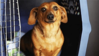 Alt Image